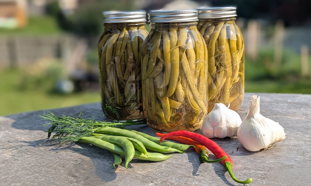 3 Jars of pickled green beans on a wooden table with fresh beans, dill, cayenne peppers, and garlic in front of it.